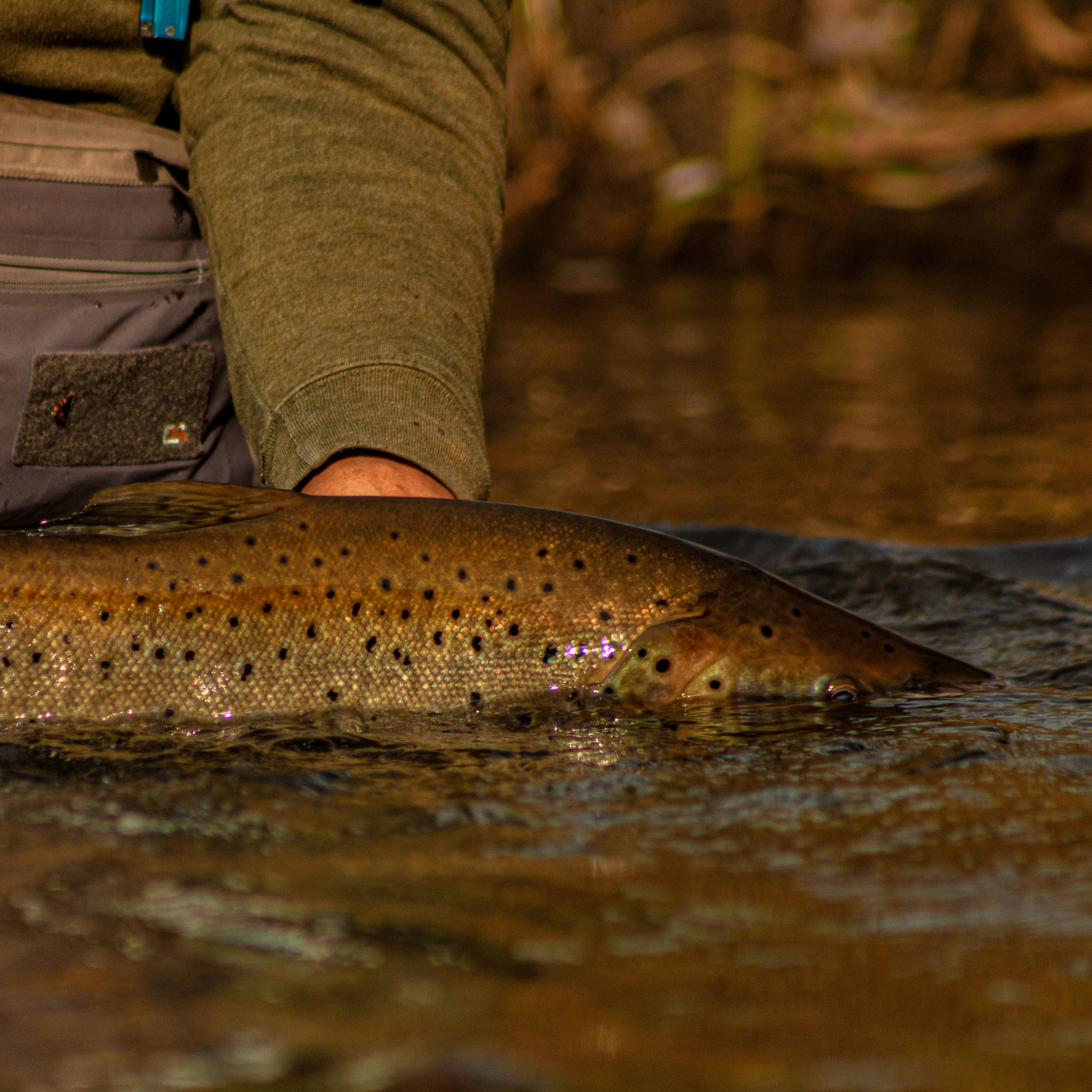 A brown trout from the Glenroy River