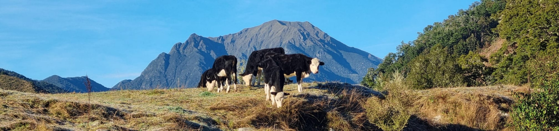 Cattle grazing on the farm below the mountains